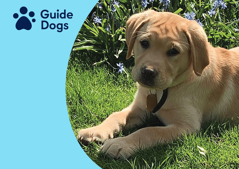 Petersfield Shoppers Thanked As Collection Raises 469 For Guide Dogs petersfield-shoppers-thanked-as-collection-raises-469-for-guide-dogs